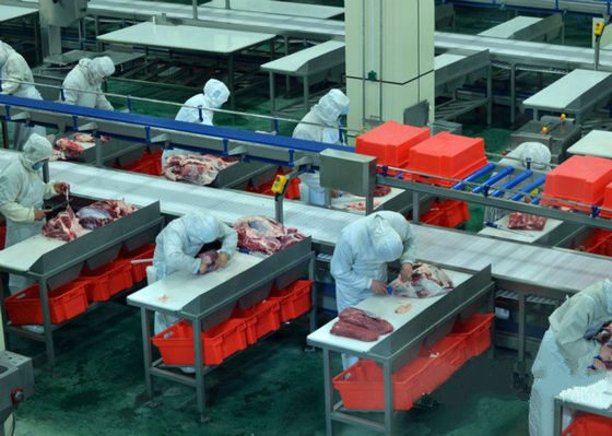 Çin Sığır Bölünmüş Et Üretim Hattı / İşleme Hattı 100-300 Saat Başına Sığır Tedarikçi
