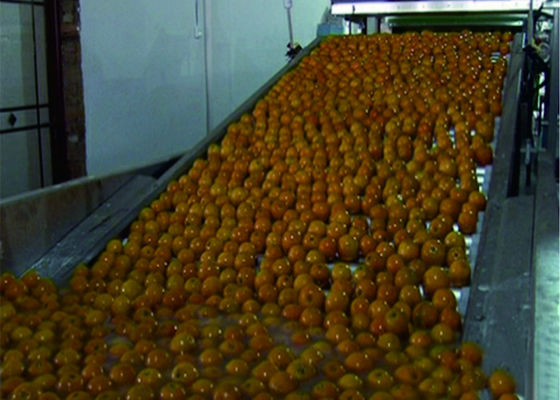 Çin Akıllı Sebze Meyve Üretim Hattı Otomatik Paketleme Konveyör Sistemleri Tedarikçi