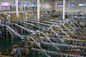 Otomatik Tuğla - Saf / Sulandırılmış Süt İçin Şekil Paketlenmiş Süt Üretim Hattı Tedarikçi
